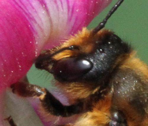 Megachile willughbiella